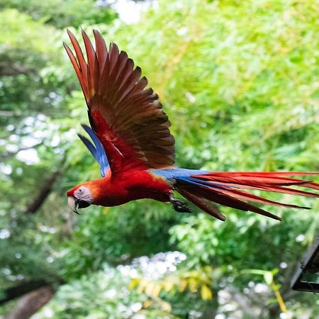 Jungle Lodge At Wild Sun Rescue Center Cabuya  Esterno foto