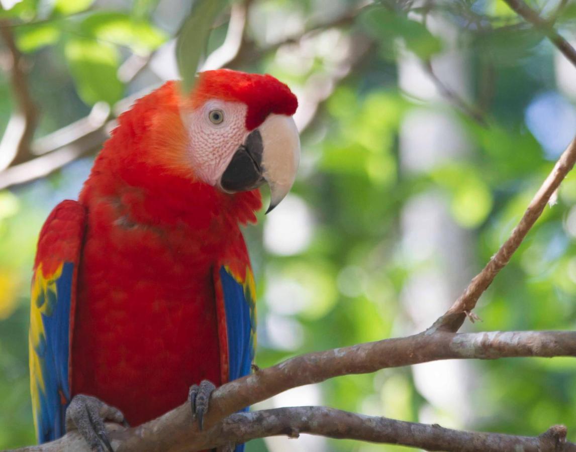 Jungle Lodge At Wild Sun Rescue Center Cabuya  Esterno foto