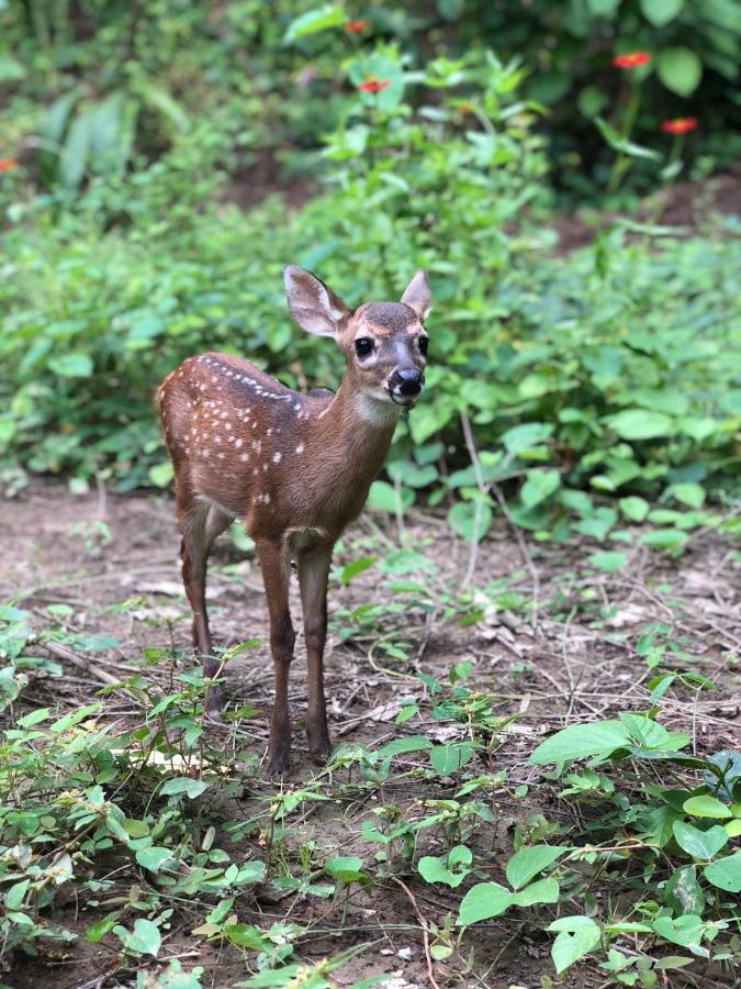 Jungle Lodge At Wild Sun Rescue Center Cabuya  Esterno foto