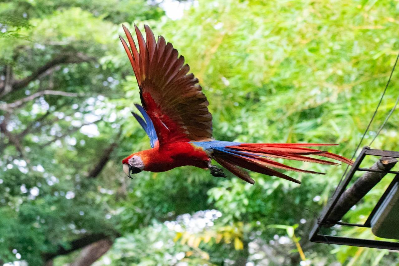 Jungle Lodge At Wild Sun Rescue Center Cabuya  Esterno foto